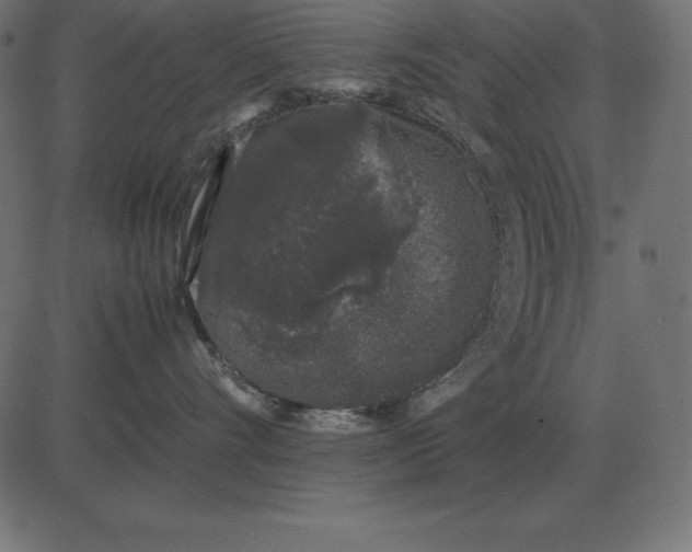 X0000081350528200702020117