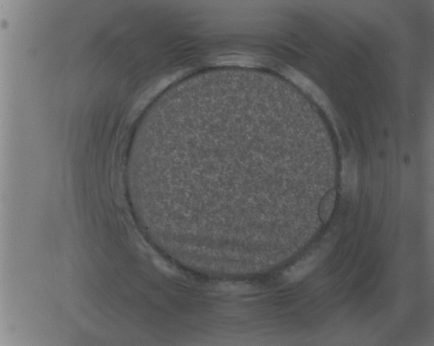 X0000081350529200702020117