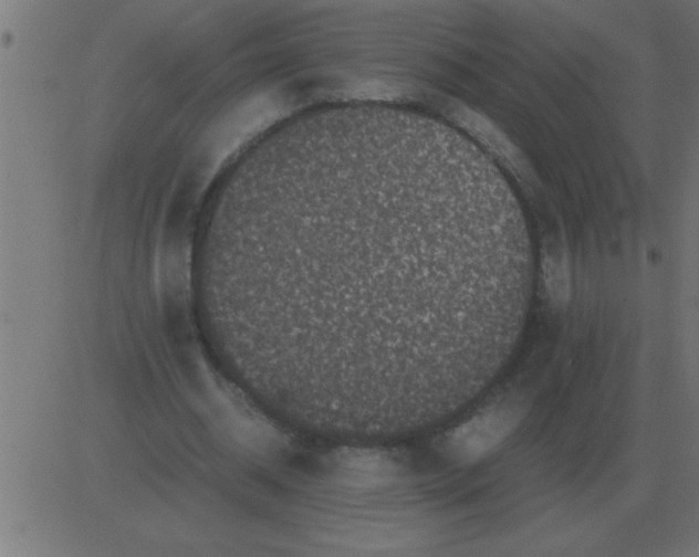 X0000081350534200702020117