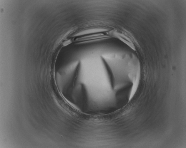 X0000081350538200702020117