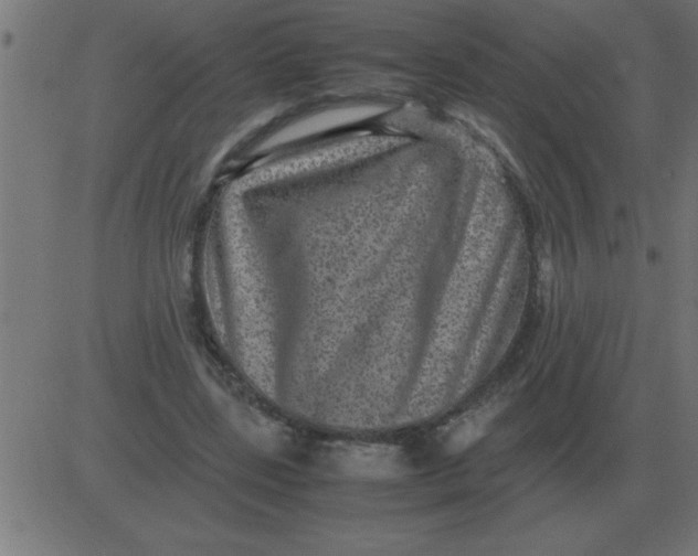 X0000081350539200702020117