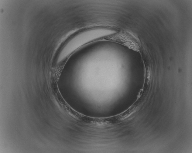 X0000081350540200702020117