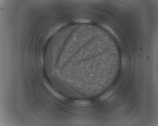 X0000081350541200702020117