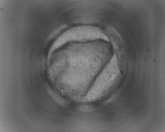 X0000081350542200702020117