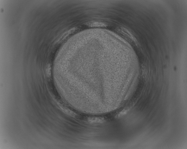 X0000081350549200702020117