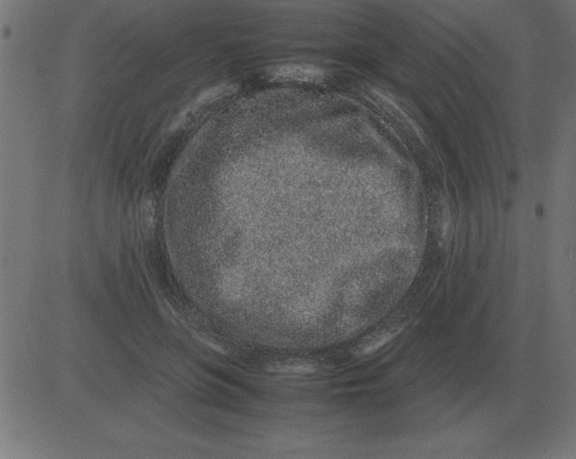 X0000081350551200702020117