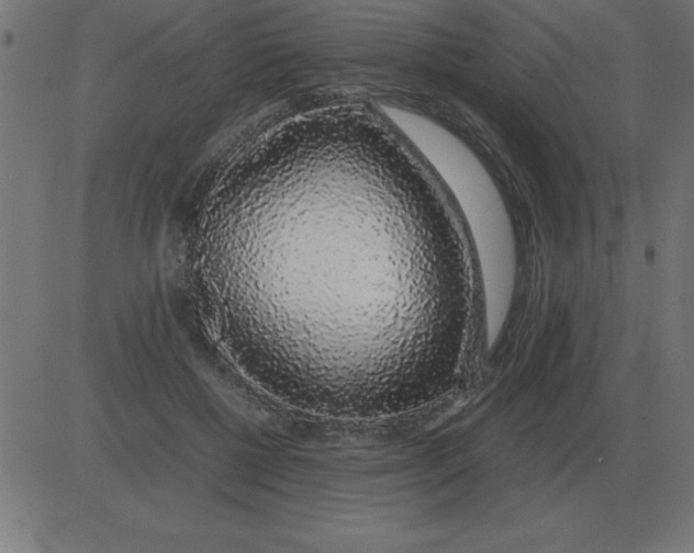 X0000081350552200702020117