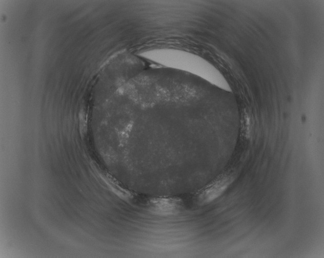 X0000081350558200702020117