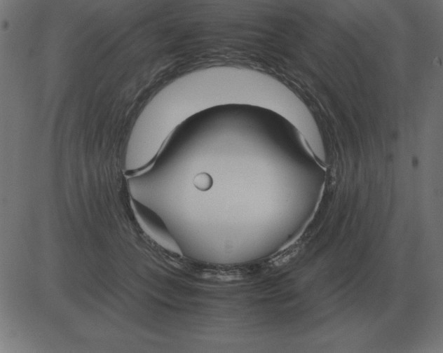 X0000081350559200702020117