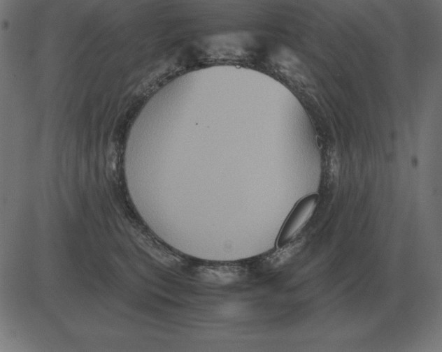 X0000081350567200702020117