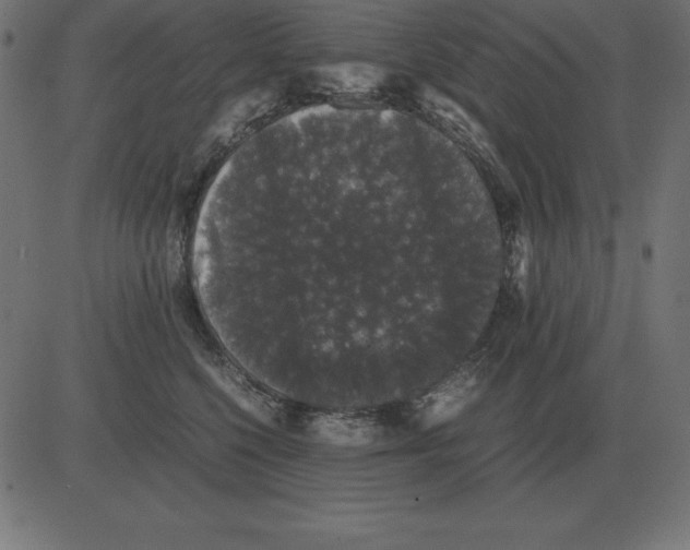 X0000081350568200702020117