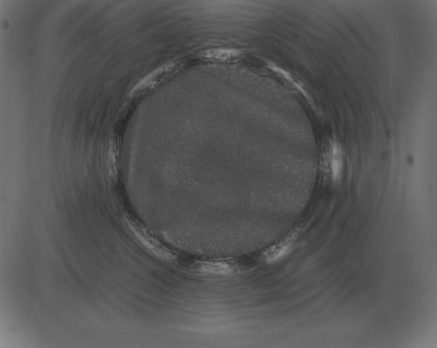 X0000081350572200702020117