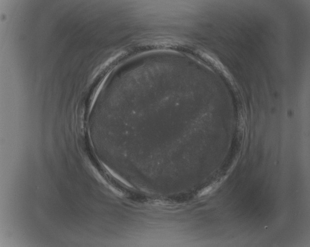 X0000081350585200702020116