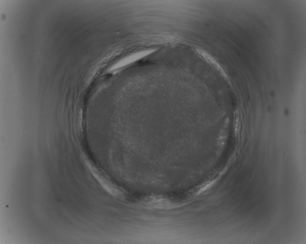 X0000081350589200702020116