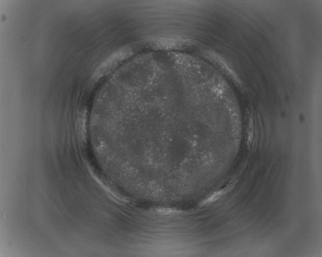 X0000081350590200702020116