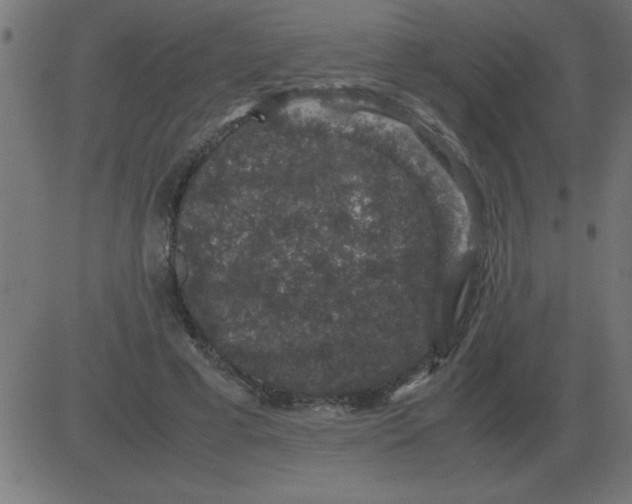 X0000081350593200702020116