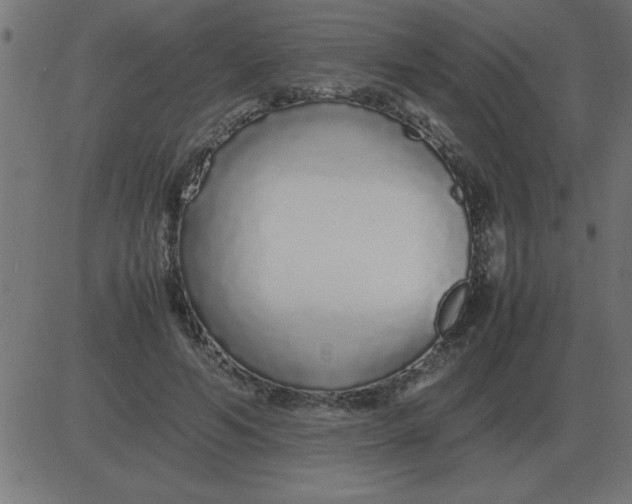 X0000081350594200702020116