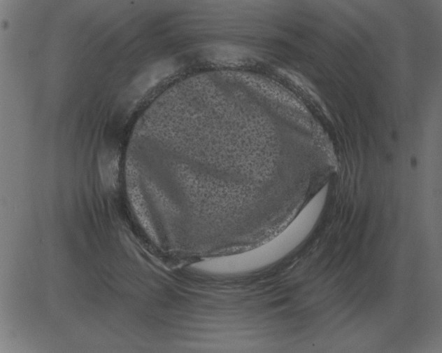 X0000081350596200702020116