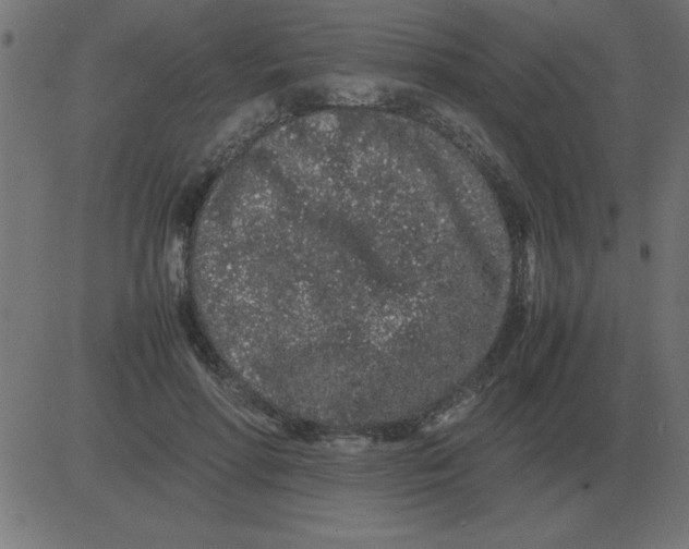 X0000081350598200702020116