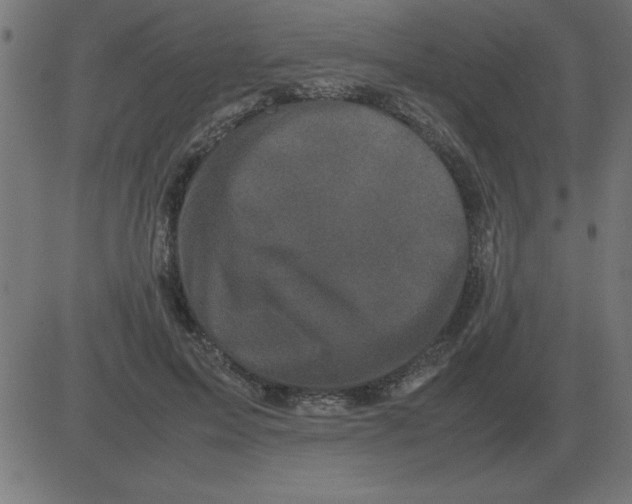 X0000081350599200702020116