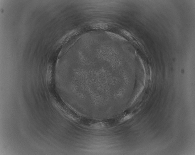 X0000081350600200702020116