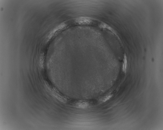 X0000081350604200702020116