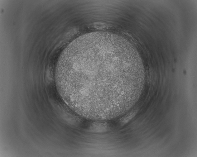 X0000081350606200702020116