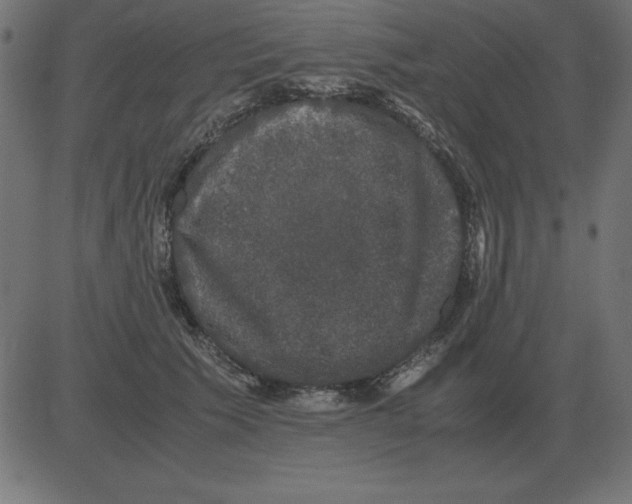 X0000081350609200702020116