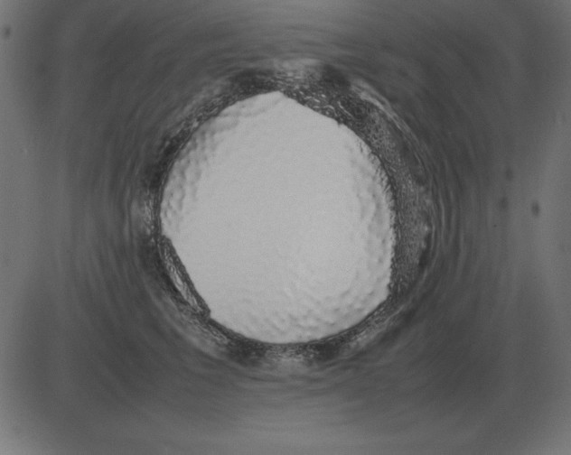 X0000081350613200702020116