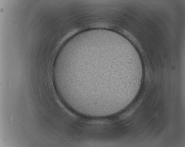 X0000081350625200702020115