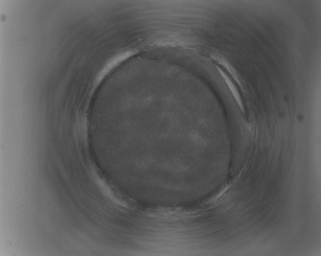 X0000081350626200702020115