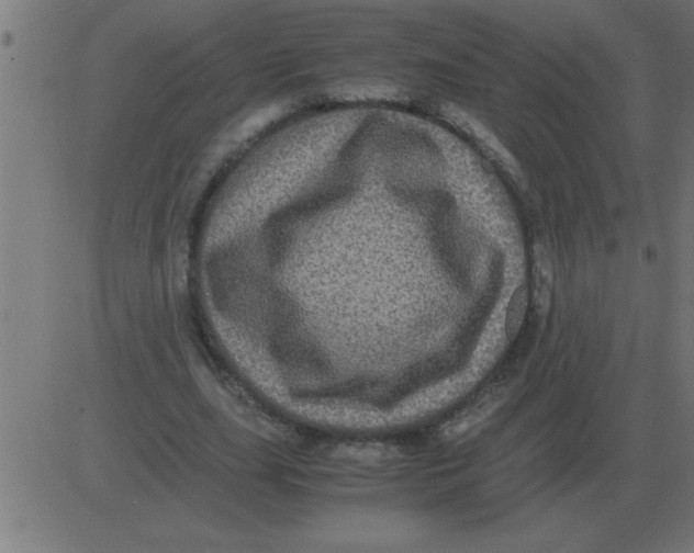 X0000081350631200702020115