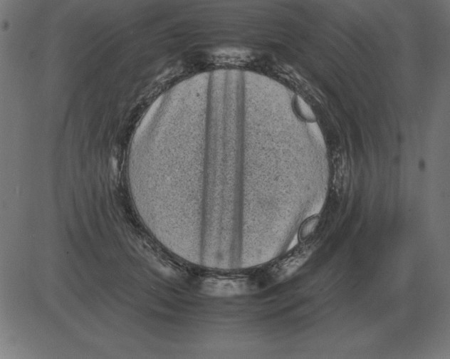 X0000081350655200702020116