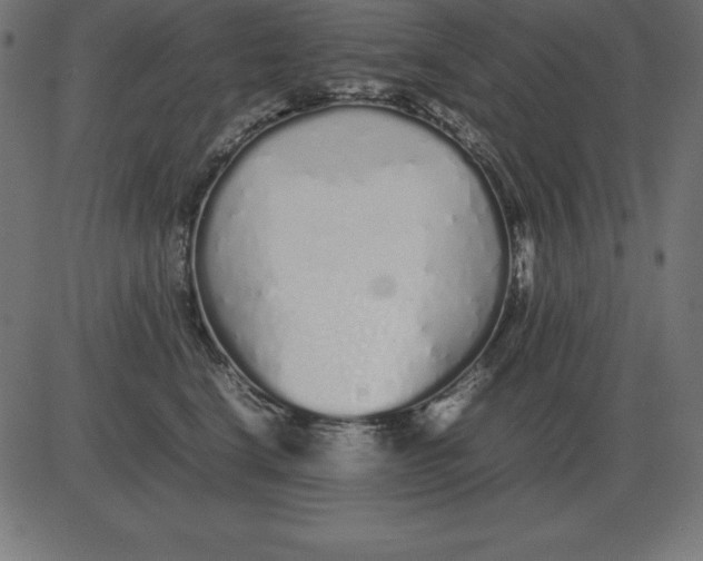 X0000081350664200702020116