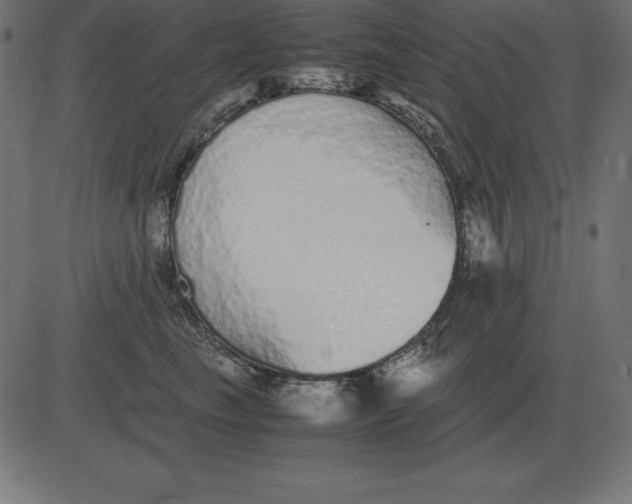 X0000081350665200702020116