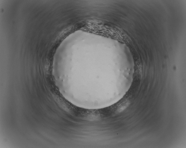 X0000081350668200702020116