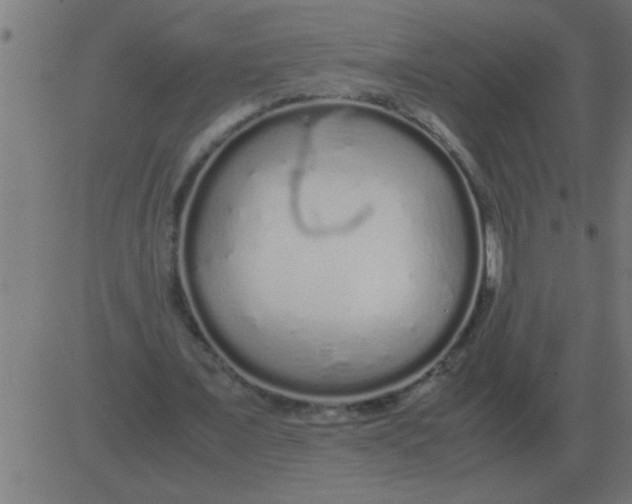 X0000081350675200702020115