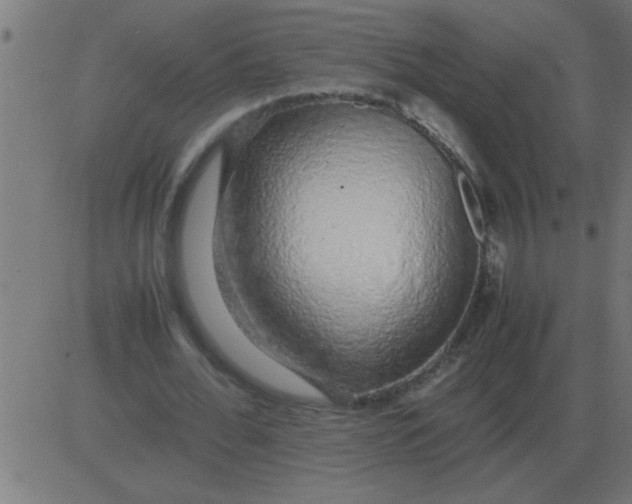 X0000081350676200702020115