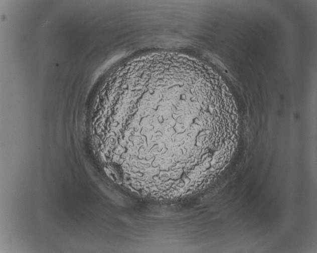 X0000081350679200702020115