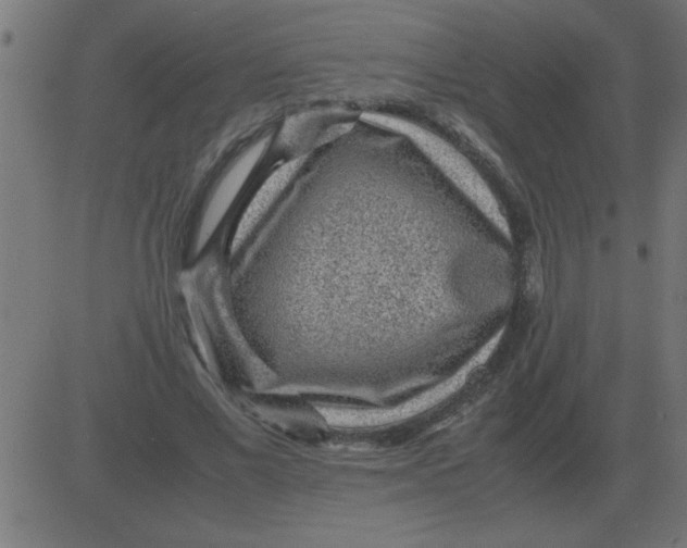 X0000081350685200702020115