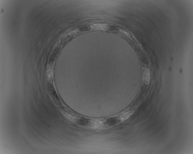 X0000081350701200702020115