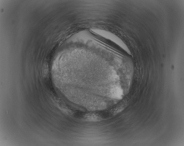 X0000081350704200702020115