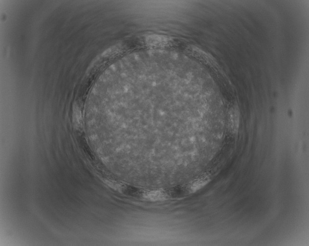 X0000081350705200702020115