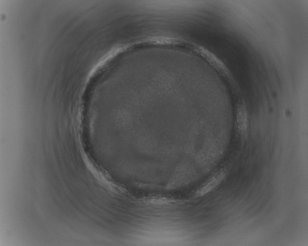 X0000081350730200702020114