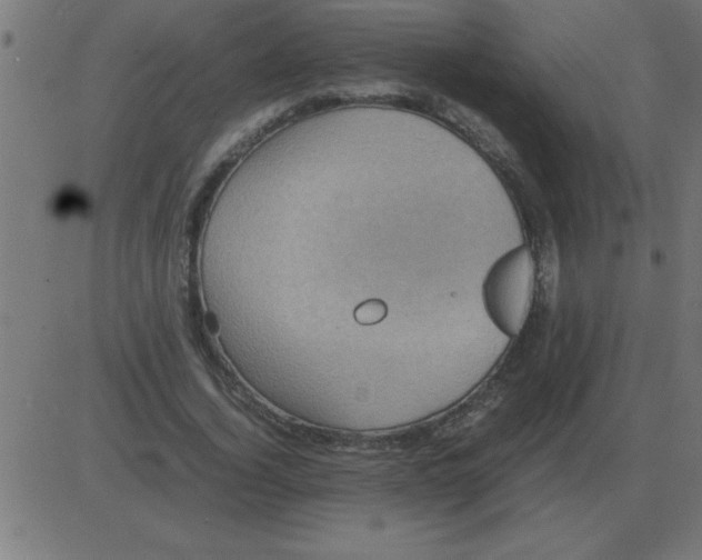 X0000081350732200702020114