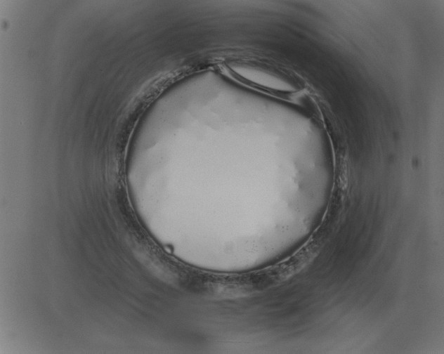 X0000081350733200702020114