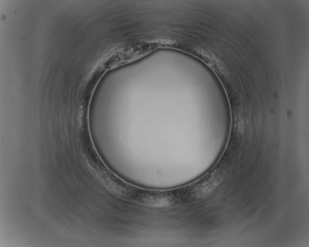 X0000081350735200702020114