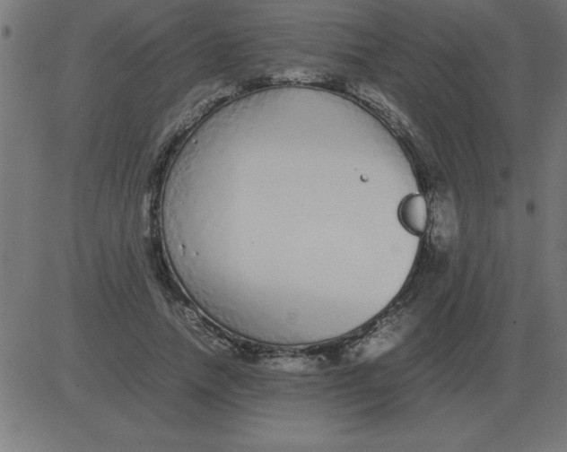 X0000081350738200702020114