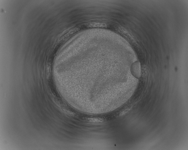 X0000081350741200702020114