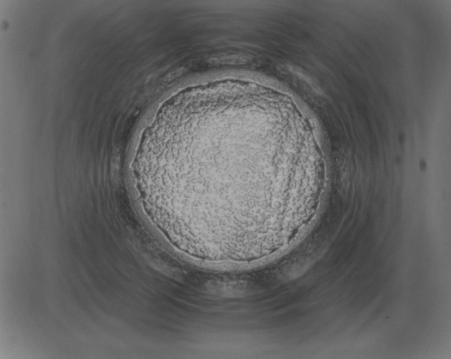 X0000081350745200702020114